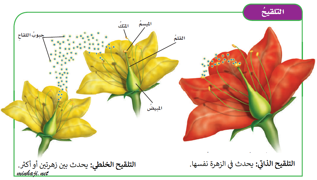 في النباتات الزهرية تنتقل حبوب اللقاح اثناء عملية التلقيح من
